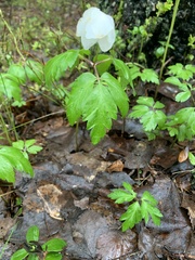 Anemonoides nemorosa