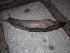 Drusia ibera