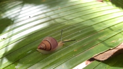 Nesiocerastus praslinus