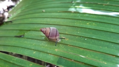 Nesiocerastus praslinus