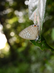 Jamides alecto alocina