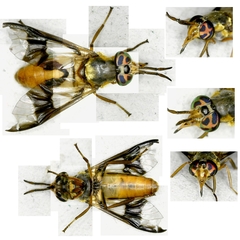 Chrysops dispar