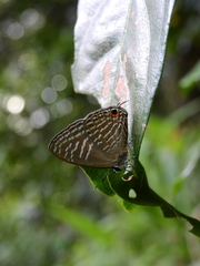 Jamides alecto alocina