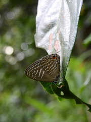 Jamides alecto alocina