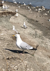 Larus argentatus