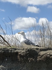 Larus argentatus