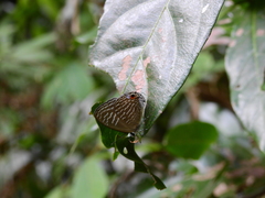 Jamides alecto alocina