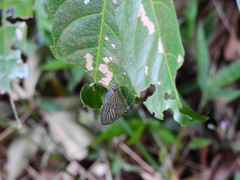 Jamides alecto alocina