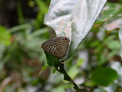 Jamides alecto alocina