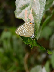 Jamides alecto alocina