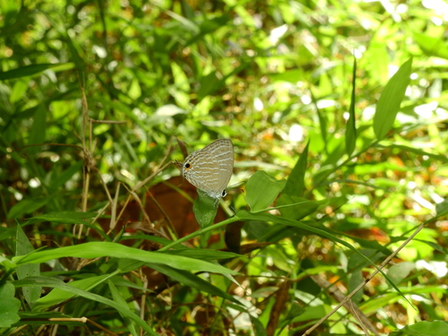 Common Cerulean photo 6