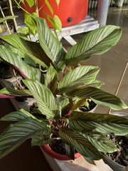 Goeppertia sanderiana