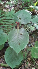 Clerodendrum speciosissimum