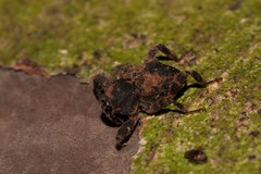 Methidrysis afflicta