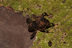 Methidrysis afflicta