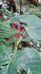 Clerodendrum speciosissimum