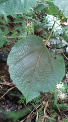 Clerodendrum speciosissimum