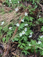 Anemonoides nemorosa