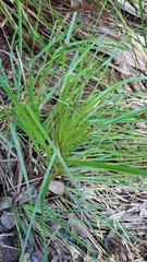 Mapania floribunda