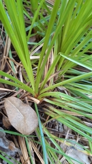 Mapania floribunda