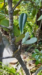 Erythroxylum sechellarum