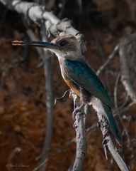 Brachygalba goeringi