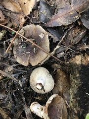 Russula vinaceocuticulata