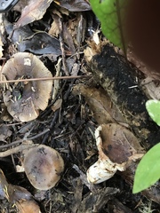 Russula vinaceocuticulata