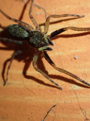 Spartaeus spinimanus