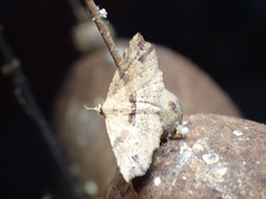 Hypenagonia