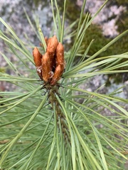 Pinus sylvestris