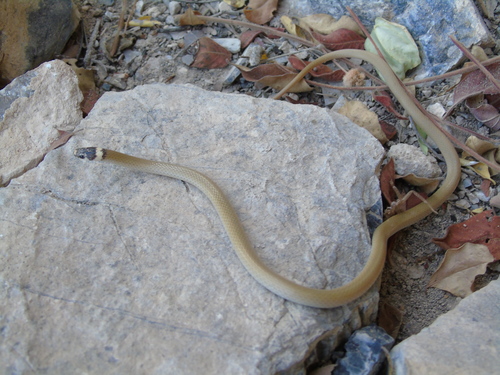Photo of a Bocourt's Black-headed Snake (Tantilla bocourti)