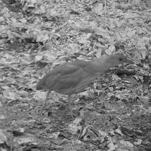 Japanese Night Heron