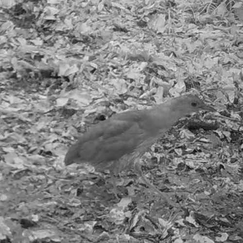 Japanese Night Heron