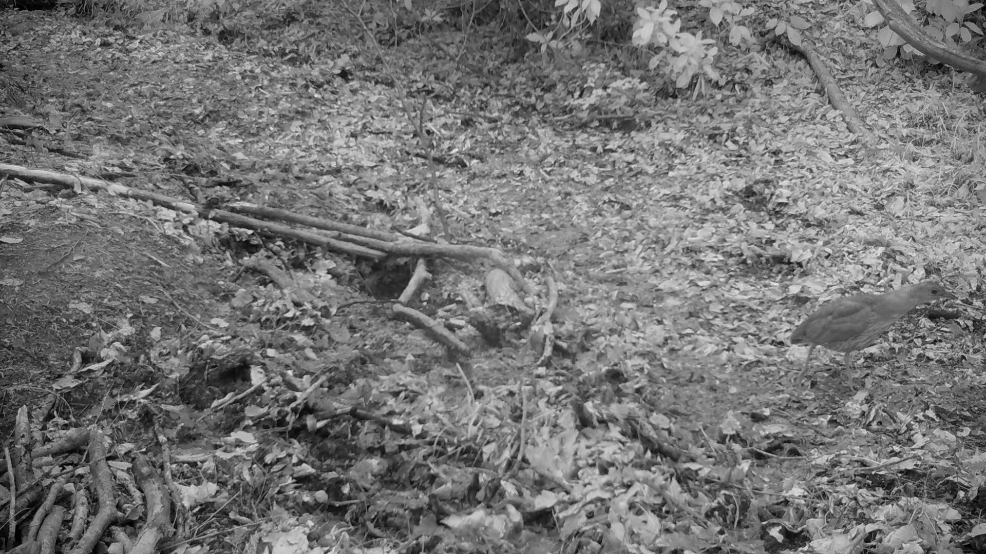 Japanese Night Heron