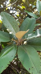 Dillenia ferruginea