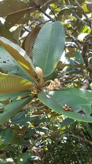 Dillenia ferruginea