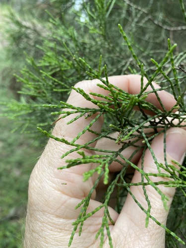 Image of Callitris baileyi by (c) Greg Tasney, some rights reserved (CC BY-SA)