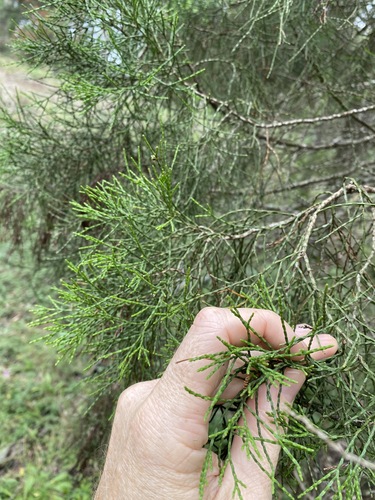 Image of Callitris baileyi by (c) Greg Tasney, some rights reserved (CC BY-SA)