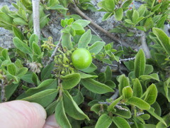 Vangueria macrocalyx