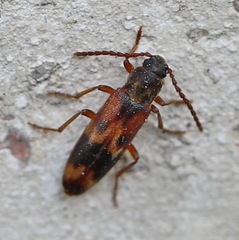 Hypulus quercinus