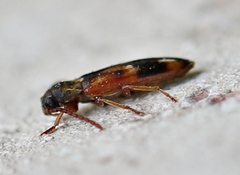 Hypulus quercinus