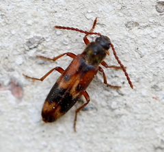 Hypulus quercinus