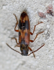 Hypulus quercinus