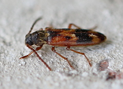 Hypulus quercinus