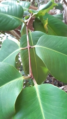 Syzygium wrightii