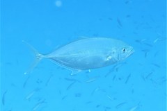 Craterognathus plagiotaenia