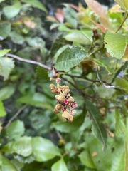 Alectryon subdentatus