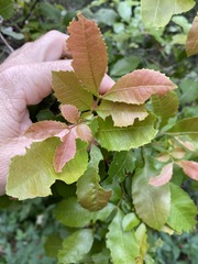 Alectryon subdentatus