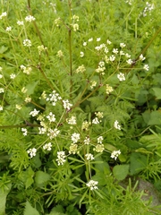 Anthriscus sylvestris